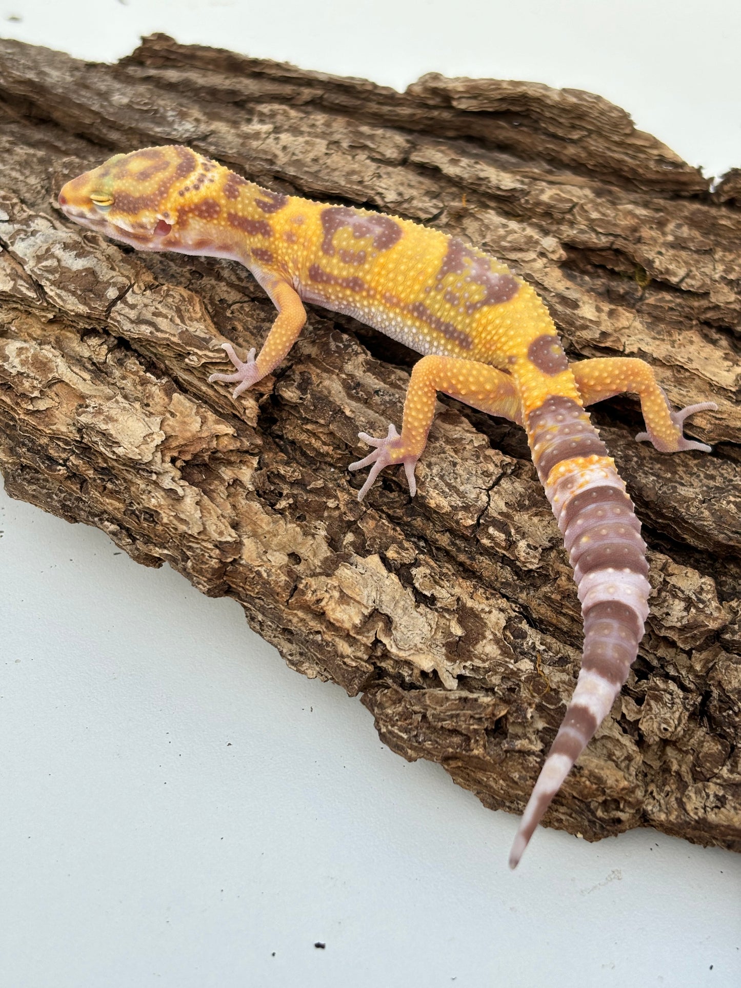 Godzilla Super Giant Tremper Albino Leopard Gecko - Female