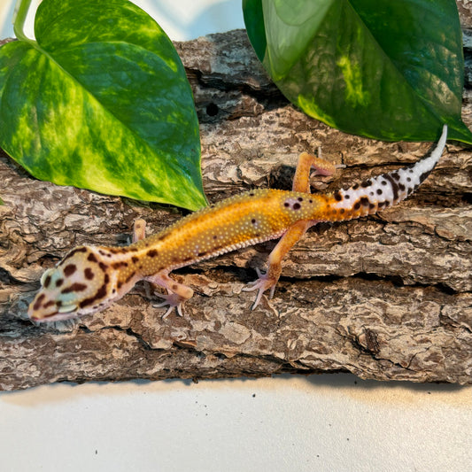 100% Het Rainwater Albino Red Stripe Leopard Gecko TRJ-97