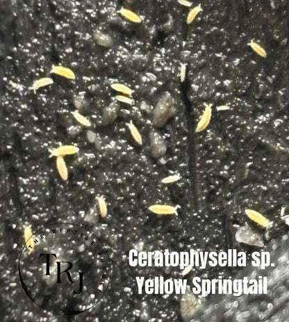 Ceratophysella sp. Yellow Springtail Culture, Springtails