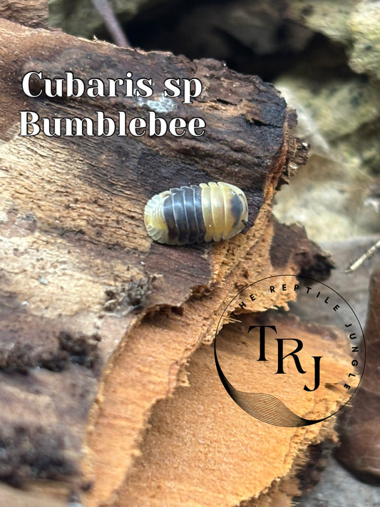Cubaris sp Bumblebee Isopods