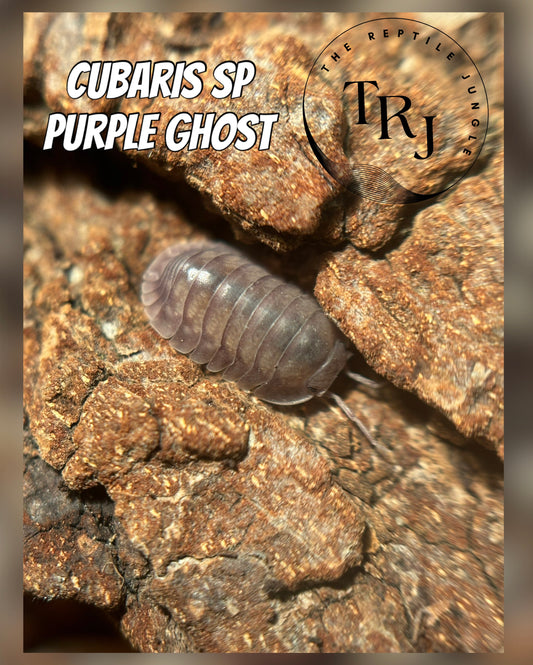 Cubaris sp Purple Ghost Isopods