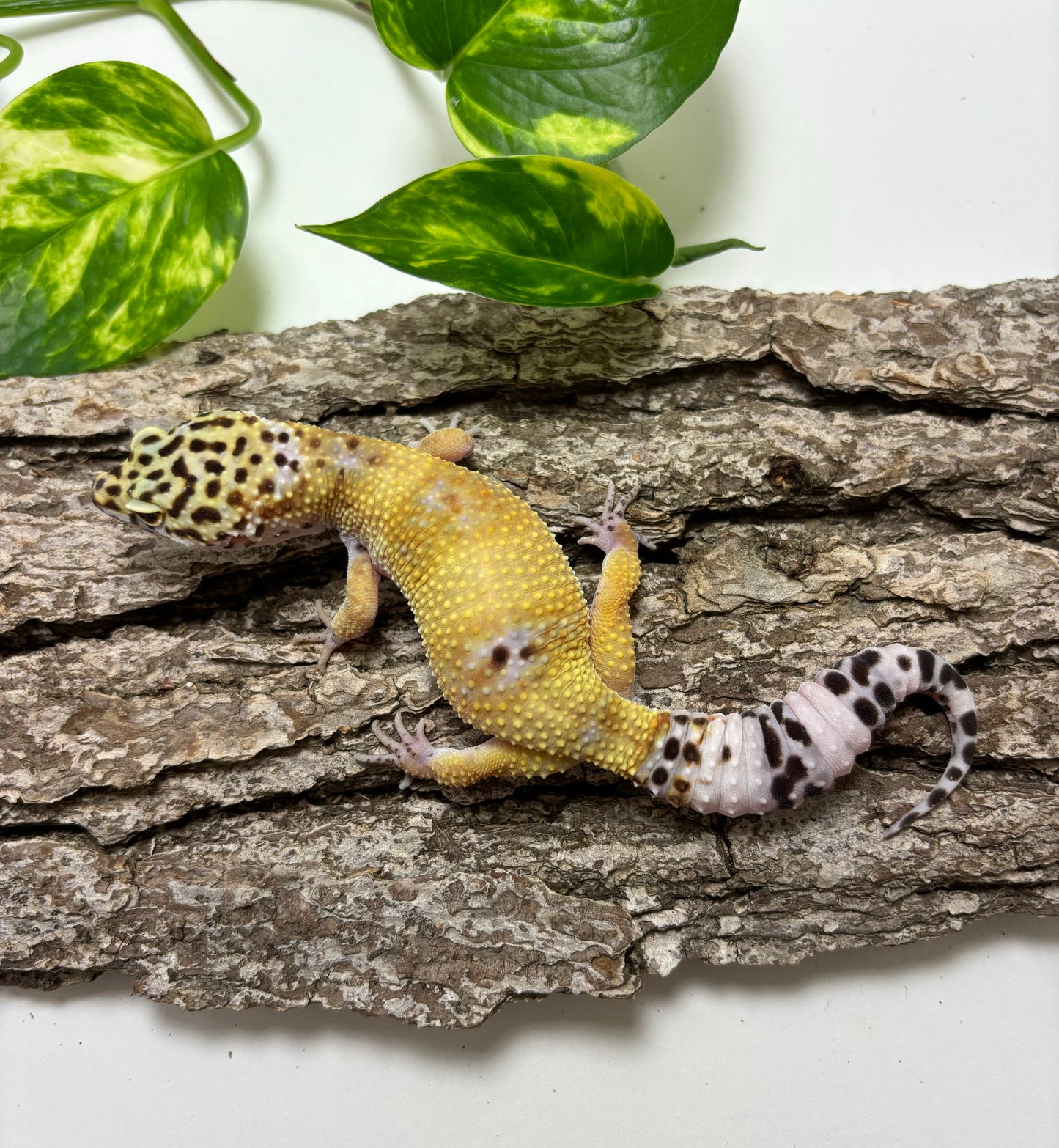 Mack Snow Electric Tangerine Leopard Gecko, TRJ-25