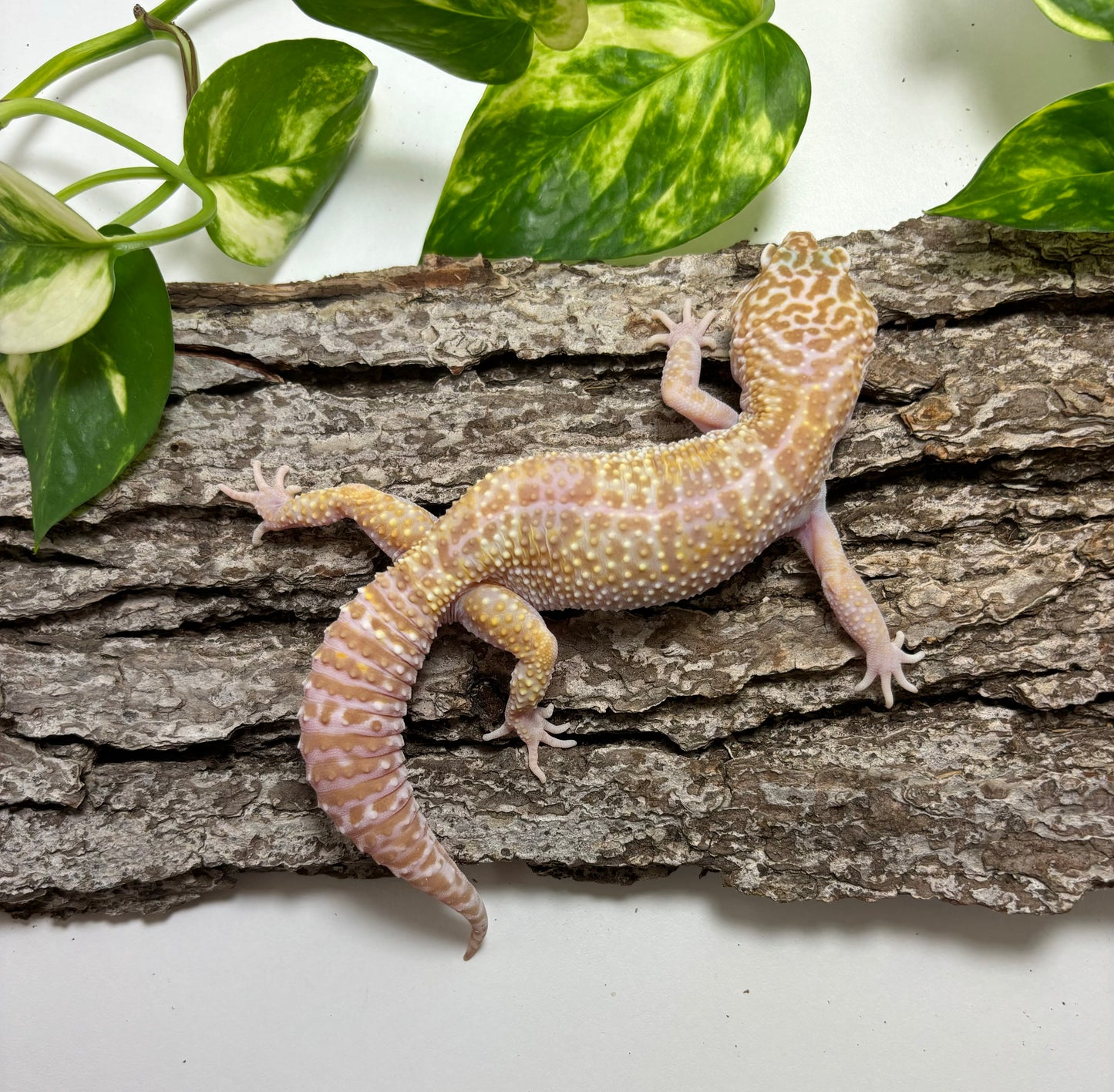 Mack Snow Raptor Leopard Gecko TA-6