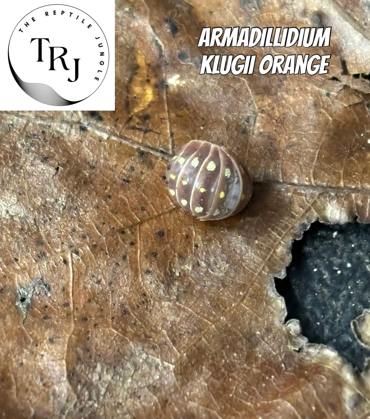 Armadillidium klugii Orange Isopods