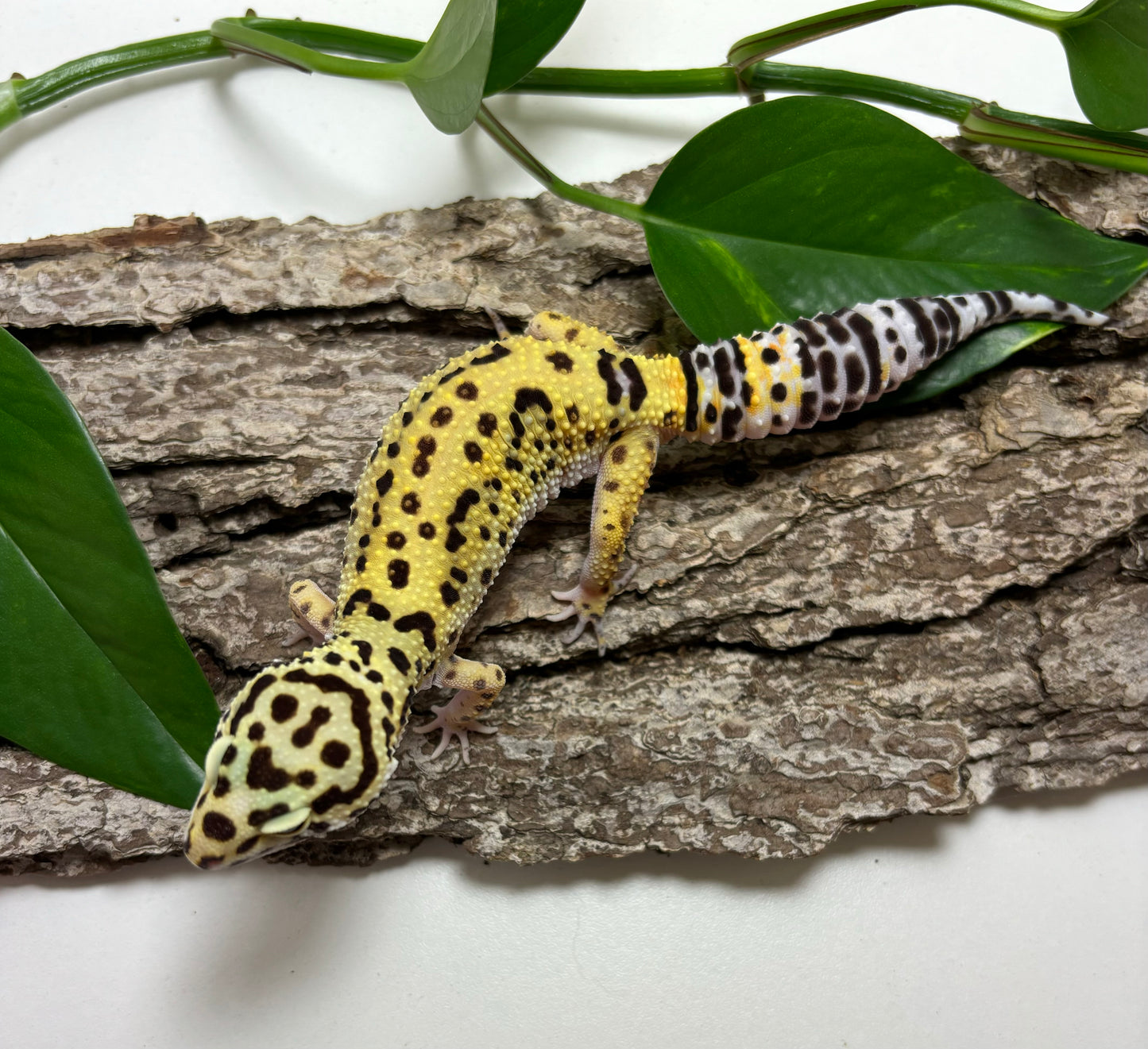 Godzilla (pos super) Giant Leopard Gecko TRJ-81