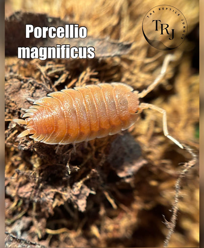 Porcellio magnificus Isopods