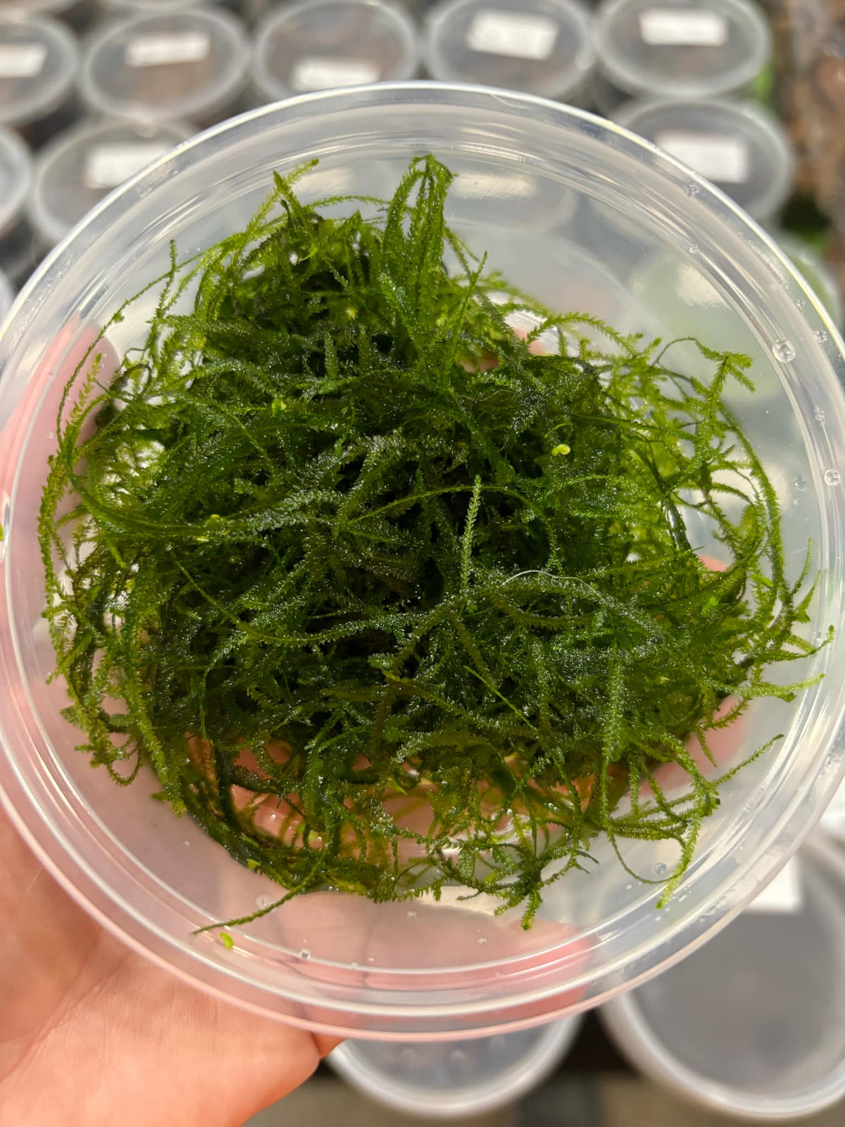 Java Moss Container Aquarium Moss / Java Moss – The Reptile Jungle
