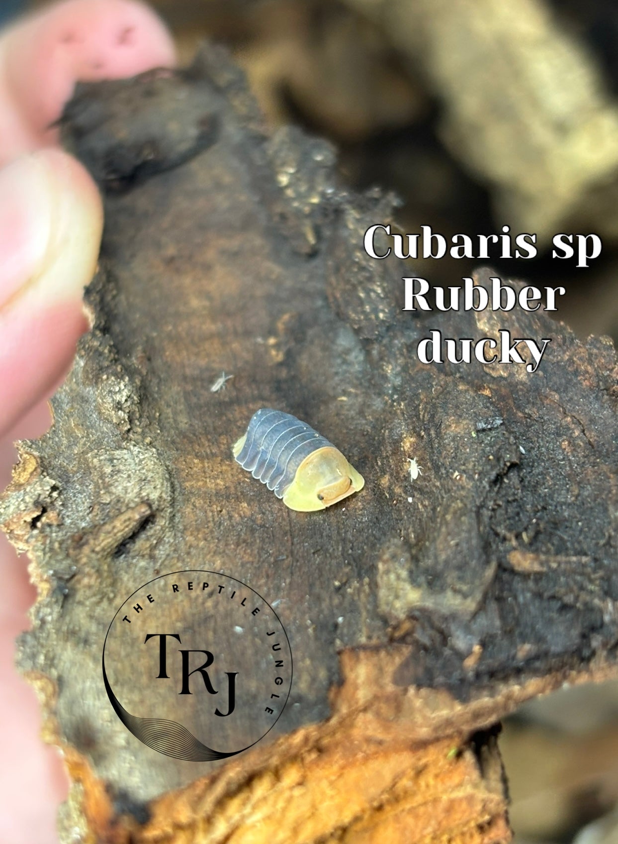 Cubaris sp Rubber Ducky Isopods