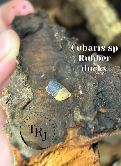 Cubaris sp Rubber Ducky Isopods