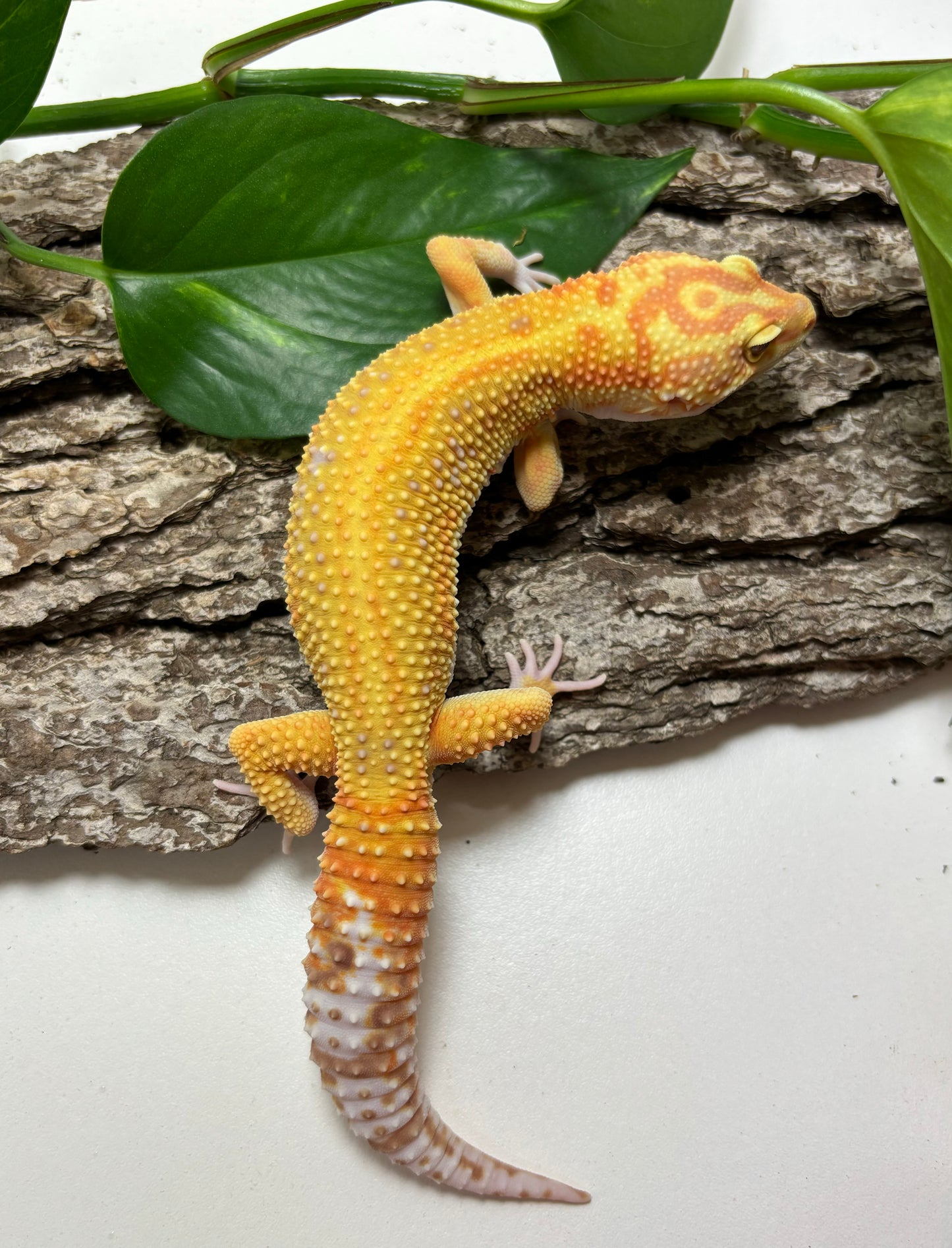 Rainwater Red Stripe Leopard Gecko Male TRJ-61