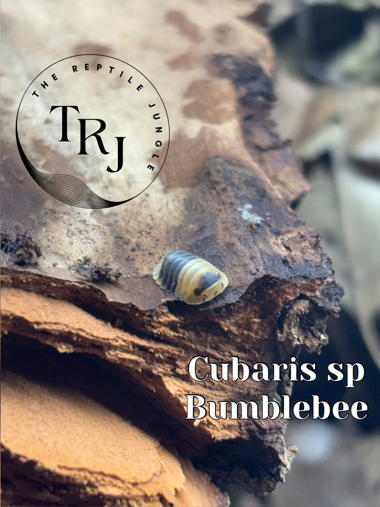 Cubaris sp Bumblebee Isopods