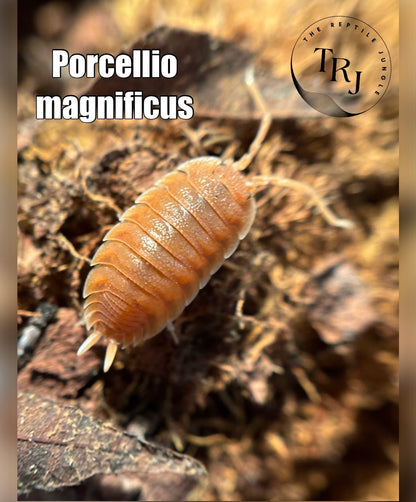 Porcellio magnificus Isopods