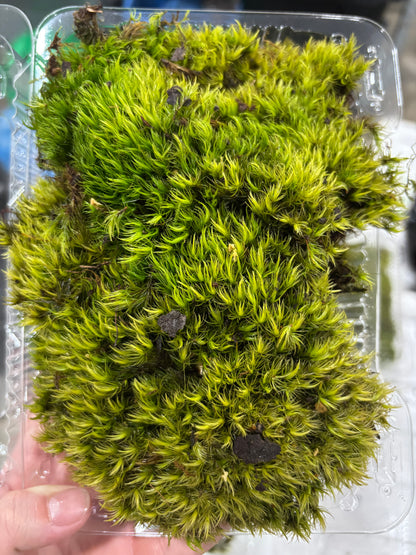 Fresh / Live Moss (Small), Terrarium Moss, Growing Moss, Moss Floor