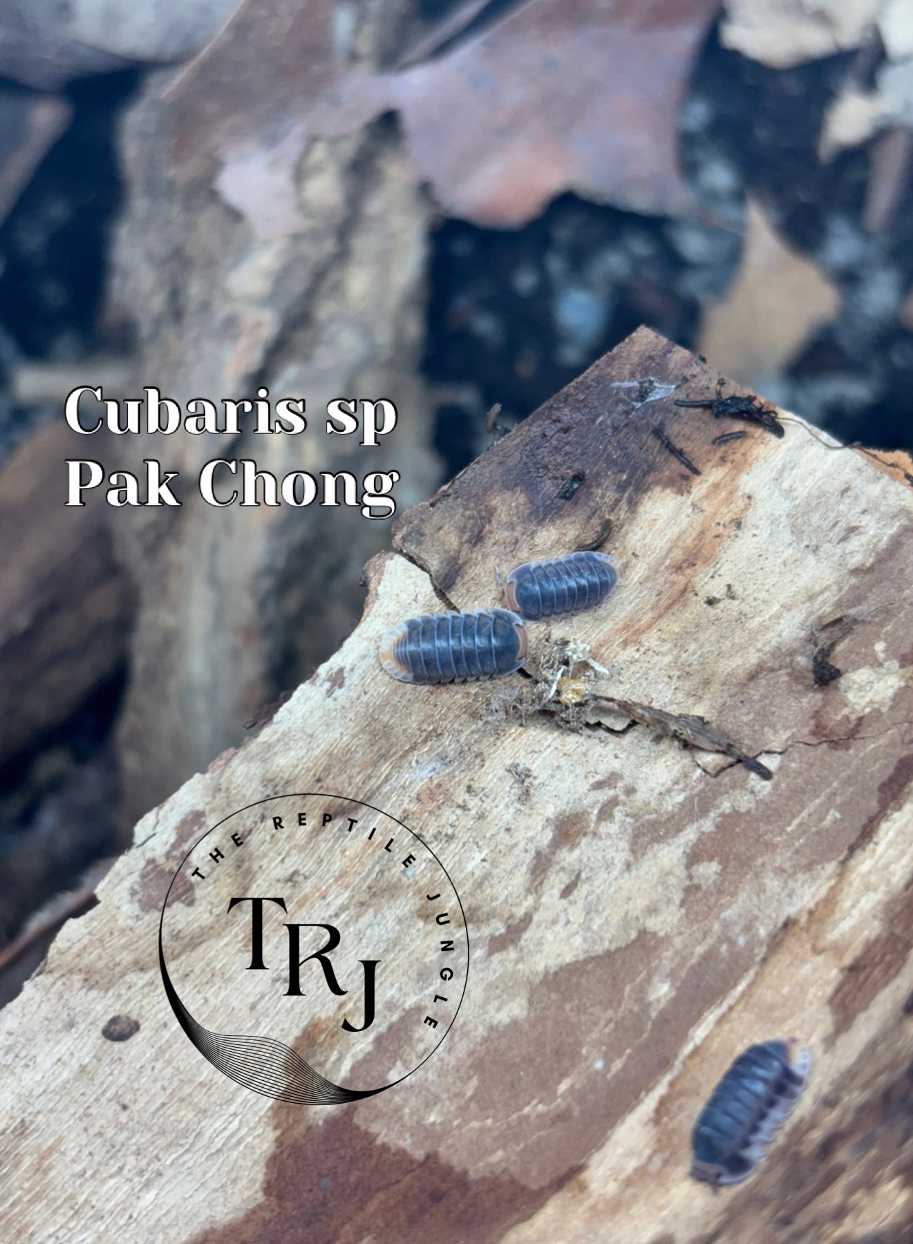 Cubaris sp Pak Chong Isopods