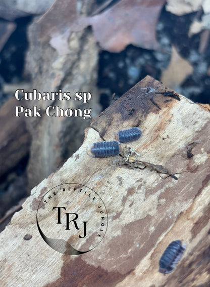 Cubaris sp Pak Chong Isopods