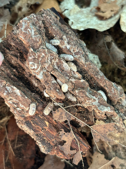 Armadillidium c.f. Marbelized Isopods