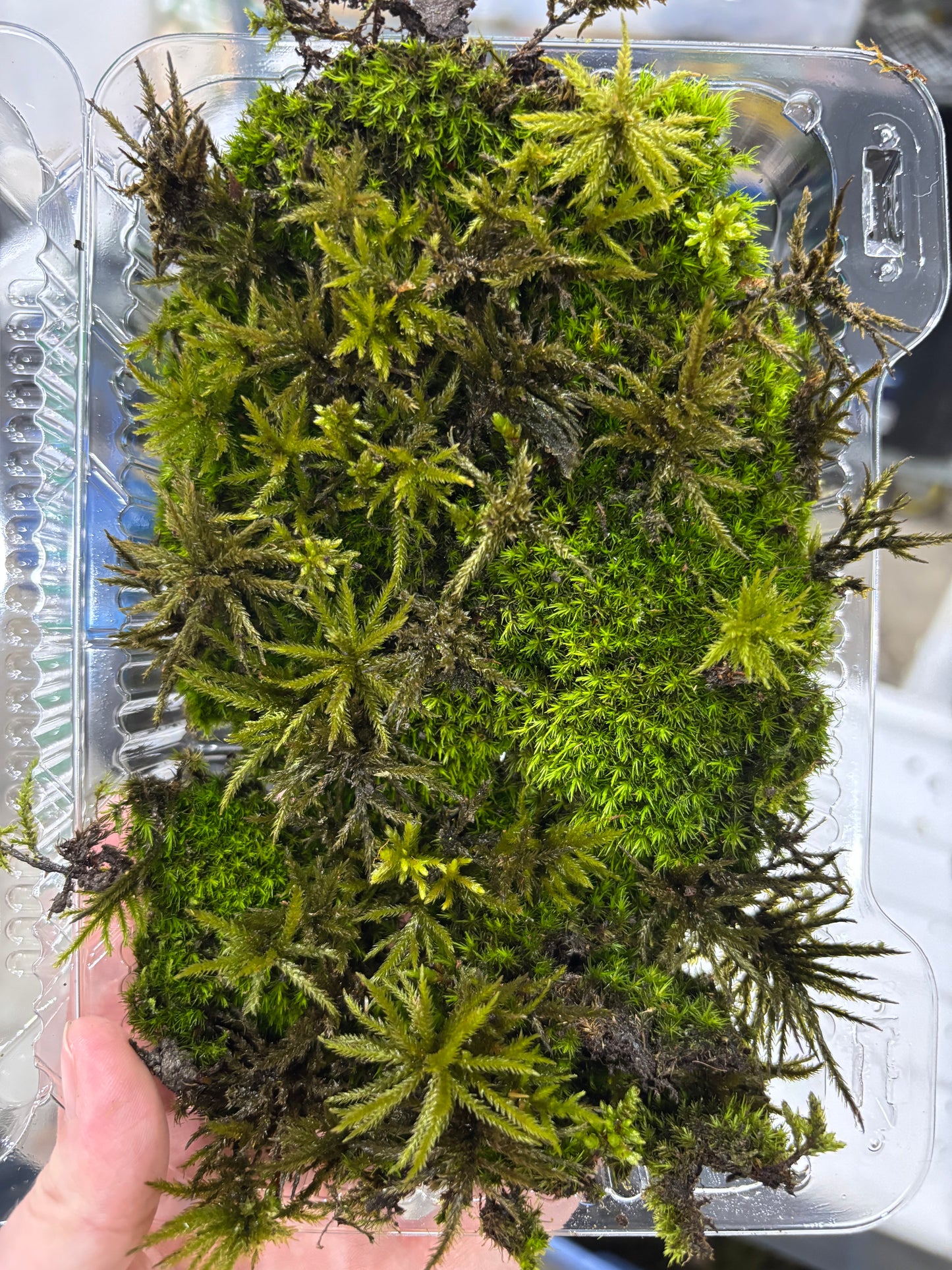 Fresh / Live Moss (Small), Terrarium Moss, Growing Moss, Moss Floor