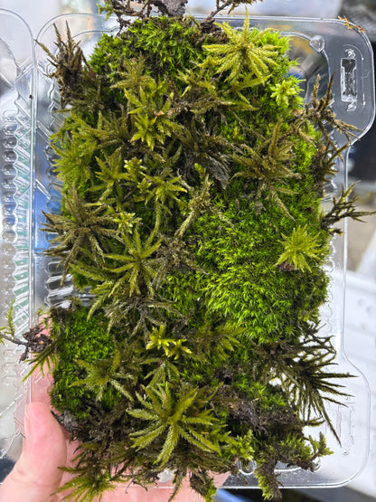 Fresh / Live Moss (Small), Terrarium Moss, Growing Moss, Moss Floor