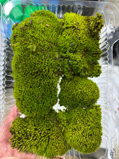 Fresh / Live Moss (Small), Terrarium Moss, Growing Moss, Moss Floor