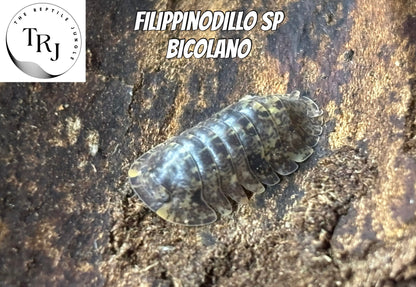 Filippinodillo bicolano Isopods