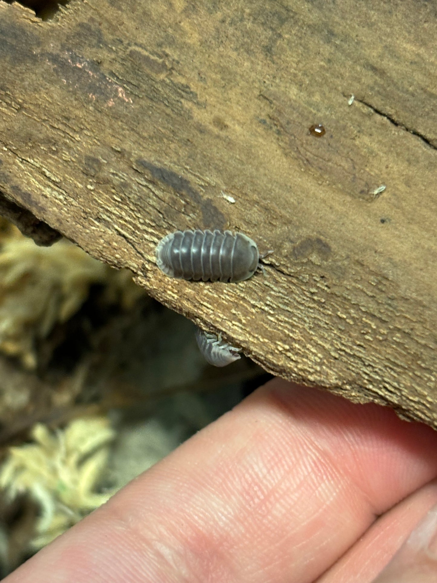 Cubaris sp Penguin Isopods