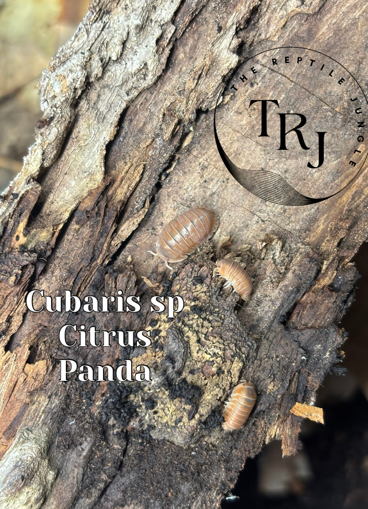 Cubaris sp. Citrus Panda Isopod