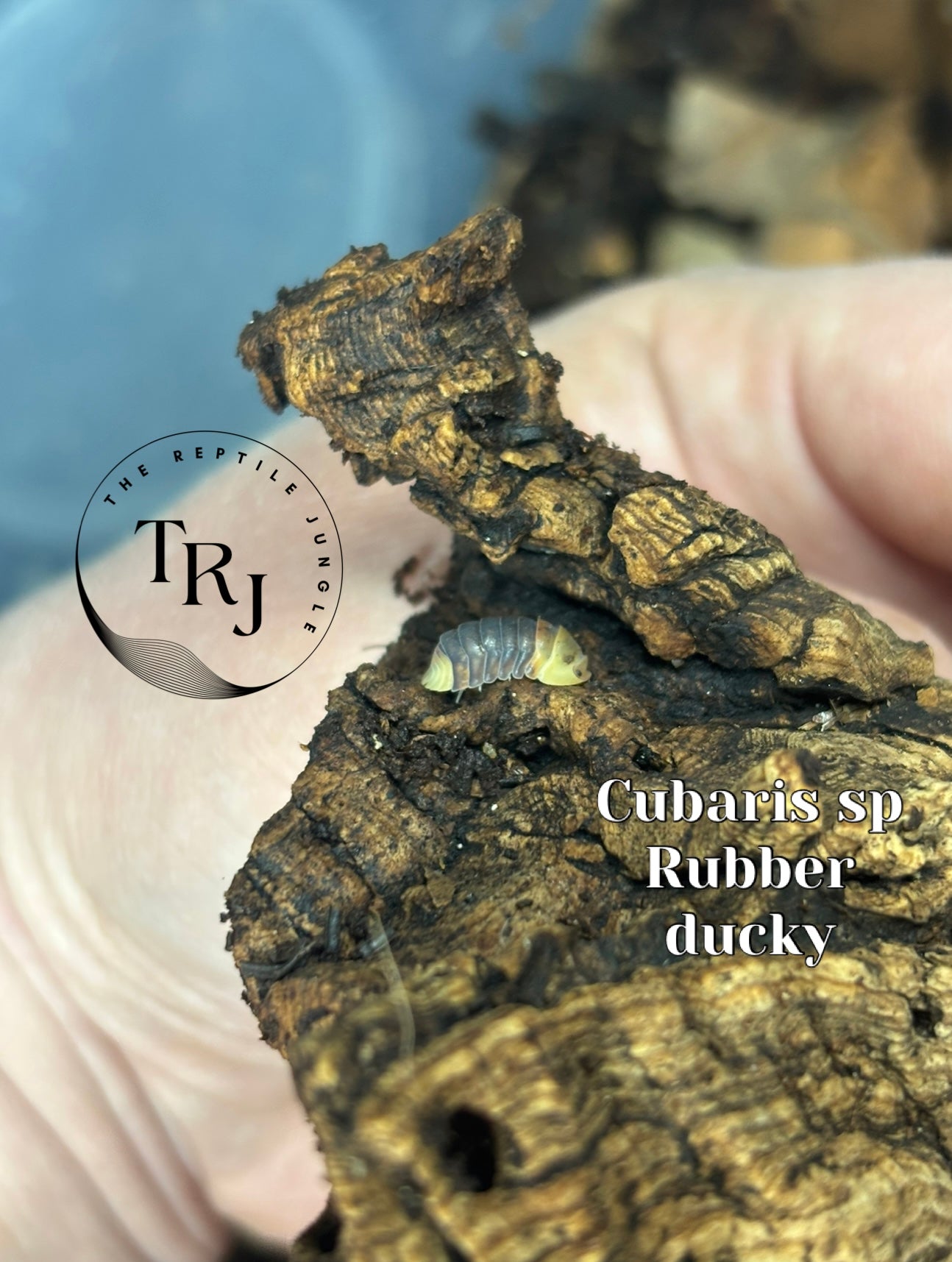 Cubaris sp Rubber Ducky Isopods