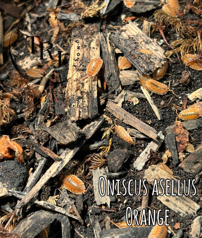 Oniscus asellus Orange Maple (Skirted) Isopods