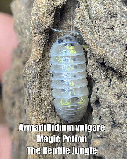 Armadillidium vulgare Magic Potion Isopods