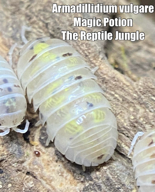 Armadillidium vulgare Magic Potion Isopods