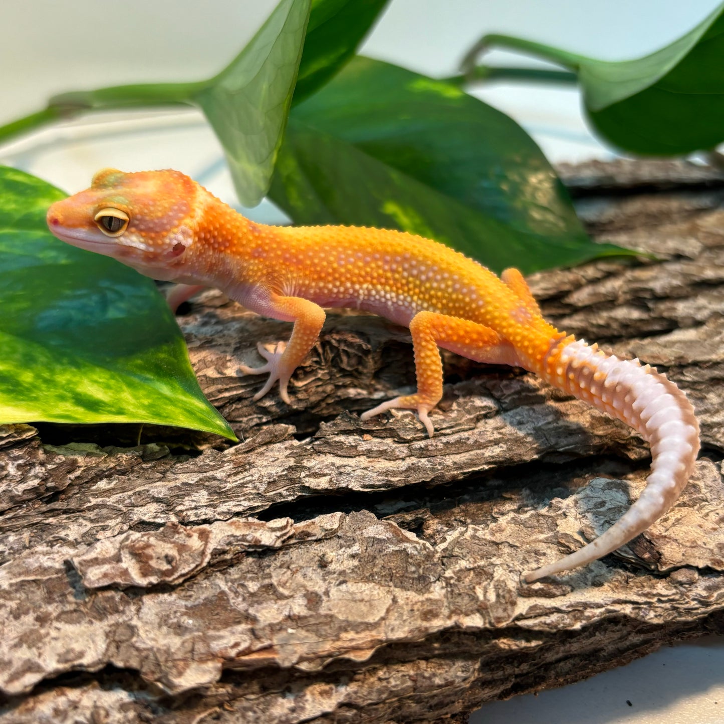 Rainwater Albino Red Stripe Leopard Gecko TRJ-95