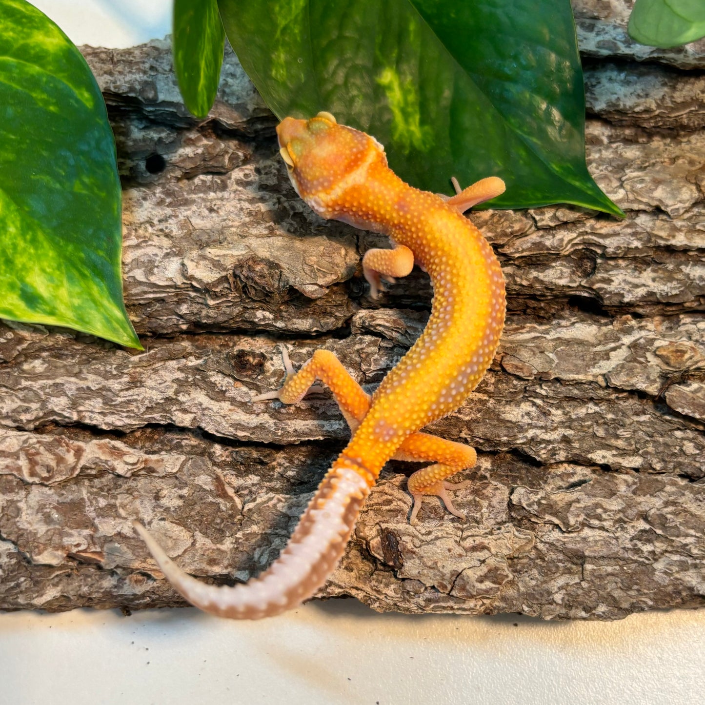 Rainwater Albino Red Stripe Leopard Gecko TRJ-95