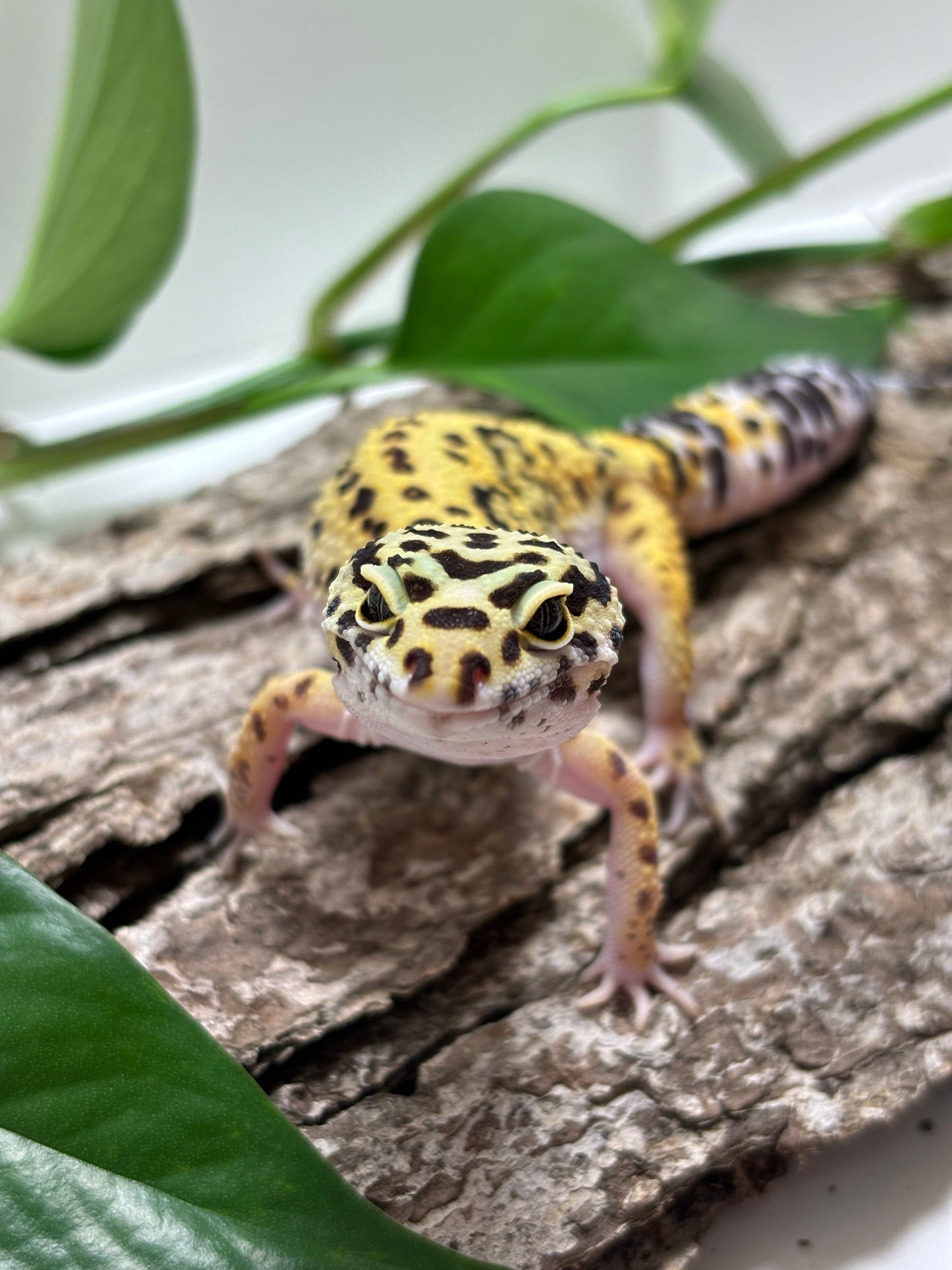 Godzilla (pos super) Giant Leopard Gecko TRJ-81