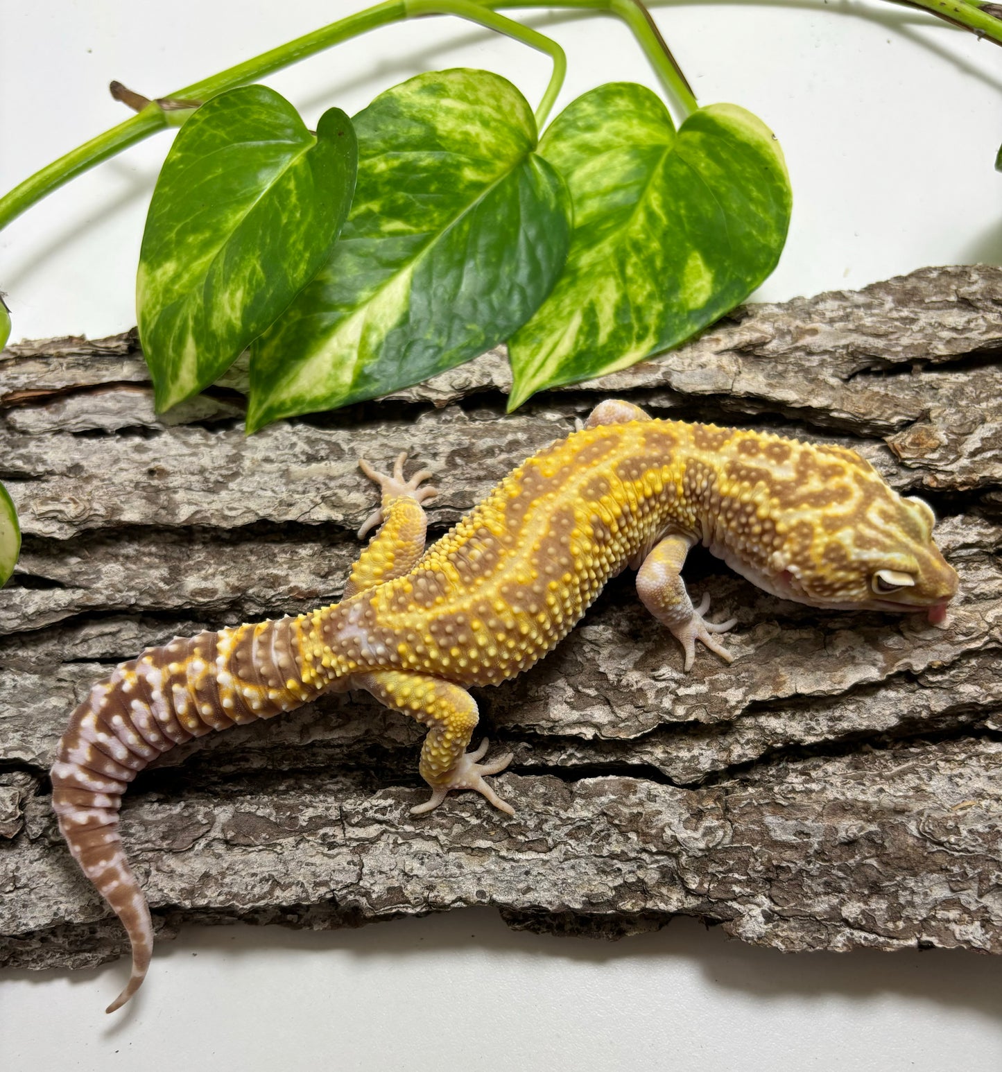 Mack Snow Raptor Leopard Gecko TRJ-60