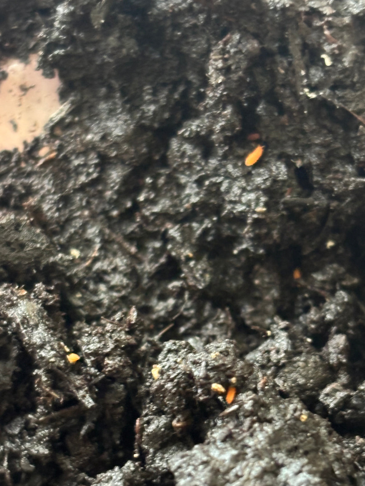 Yuukianura aphoruroides: Orange Springtail Culture, Springtails