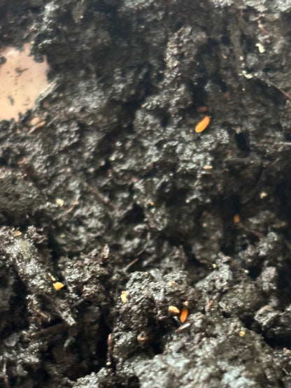 Yuukianura aphoruroides: Orange Springtail Culture, Springtails