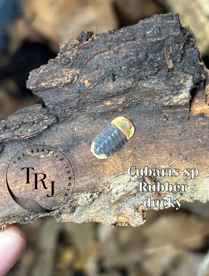 Cubaris sp Rubber Ducky Isopods