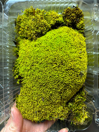 Fresh / Live Moss (Small), Terrarium Moss, Growing Moss, Moss Floor
