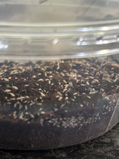 White Spring Tail Culture