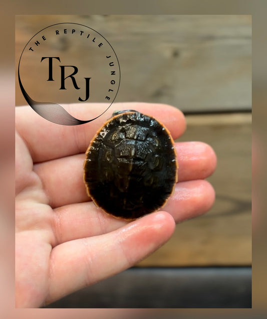 Pink Belly Sideneck Turtle