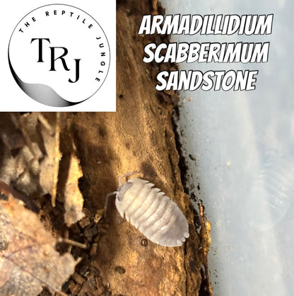 Armadillidium scaberrimum Sandstone Isopods