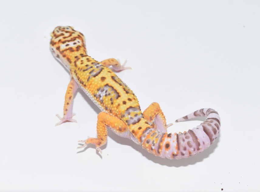 White & Yellow Bell Albino Leopard Gecko