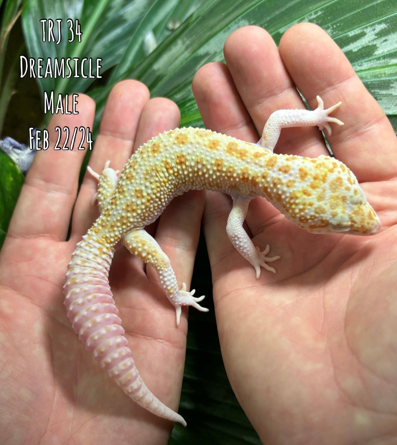 Dreamsicle Leopard Gecko Male