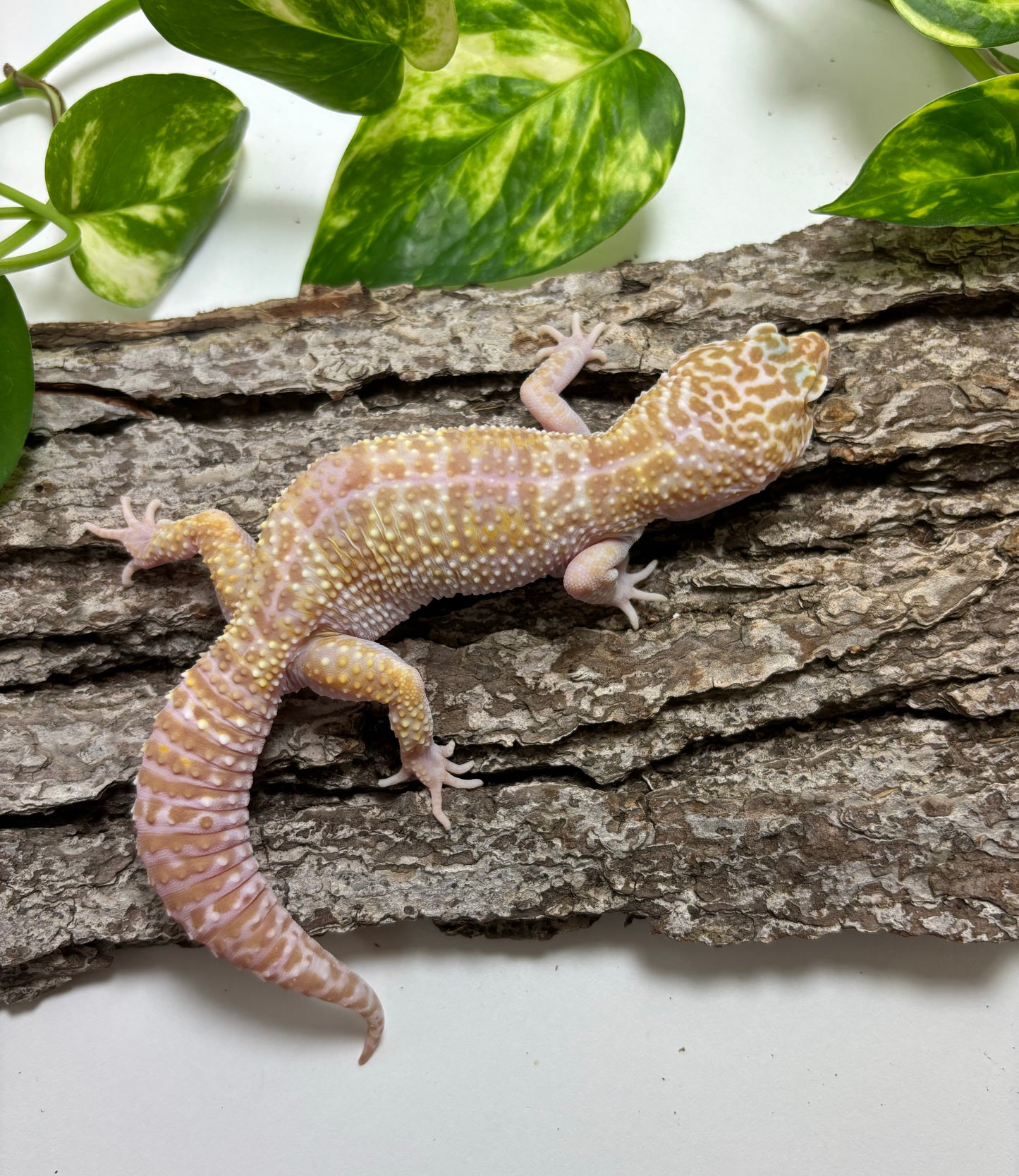 Mack Snow Raptor Leopard Gecko TA-6