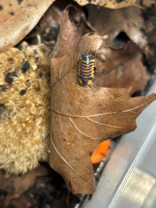 Merulanella sp. Ember Bee Isopod