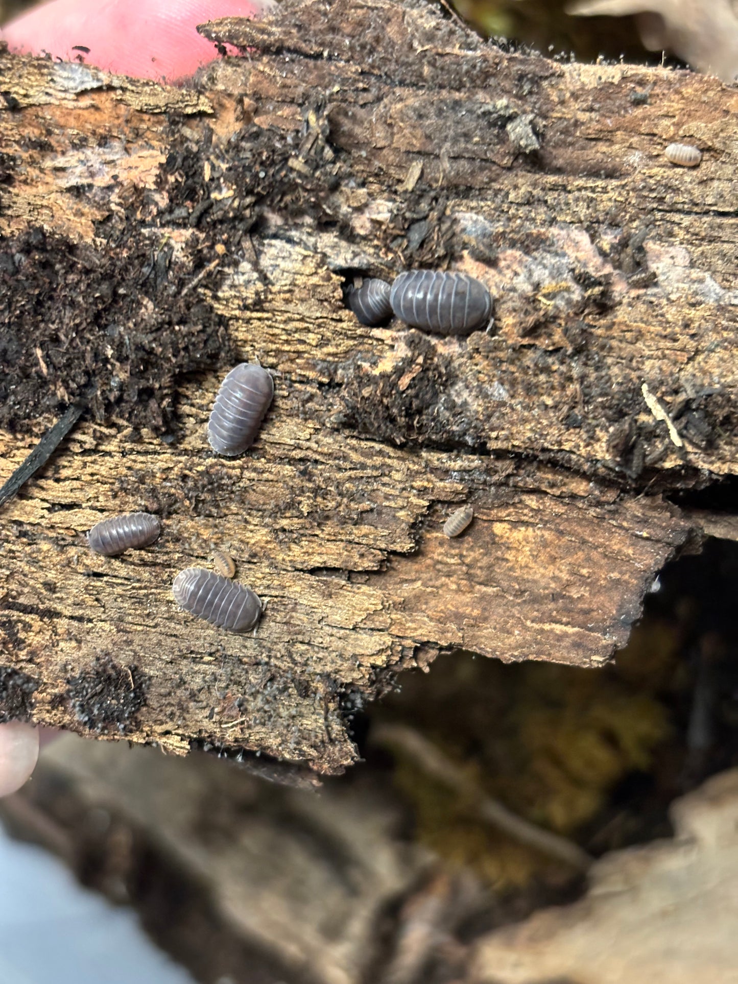 Cubaris sp. Black Panda Isopod