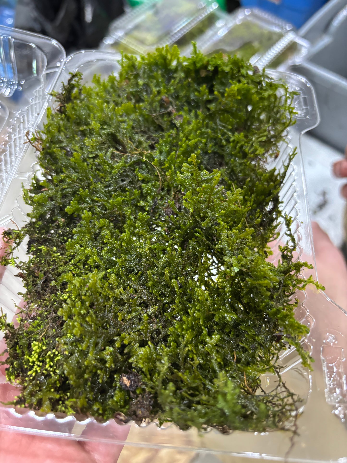 Fresh / Live Moss (Small), Terrarium Moss, Growing Moss, Moss Floor