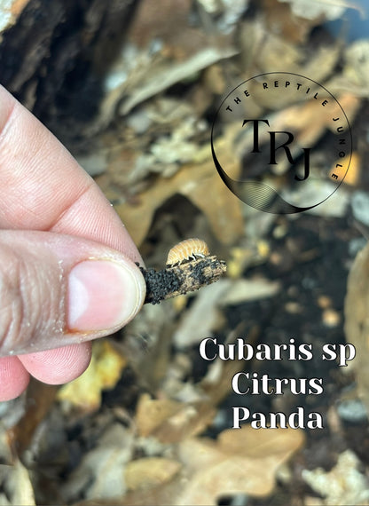 Cubaris sp. Citrus Panda Isopod