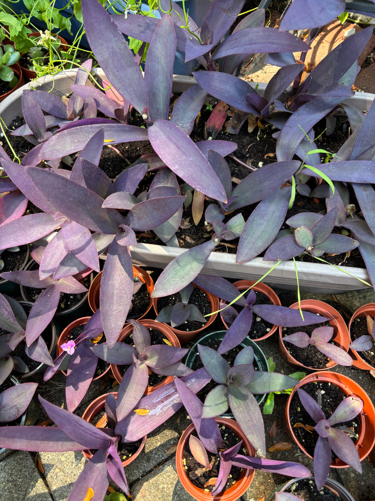 Tradescantia Pallida, Purple Heart Plant for terrarium, house plant