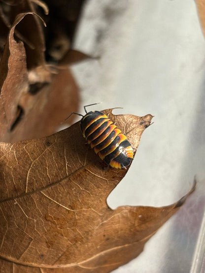 Merulanella sp. Ember Bee Isopod